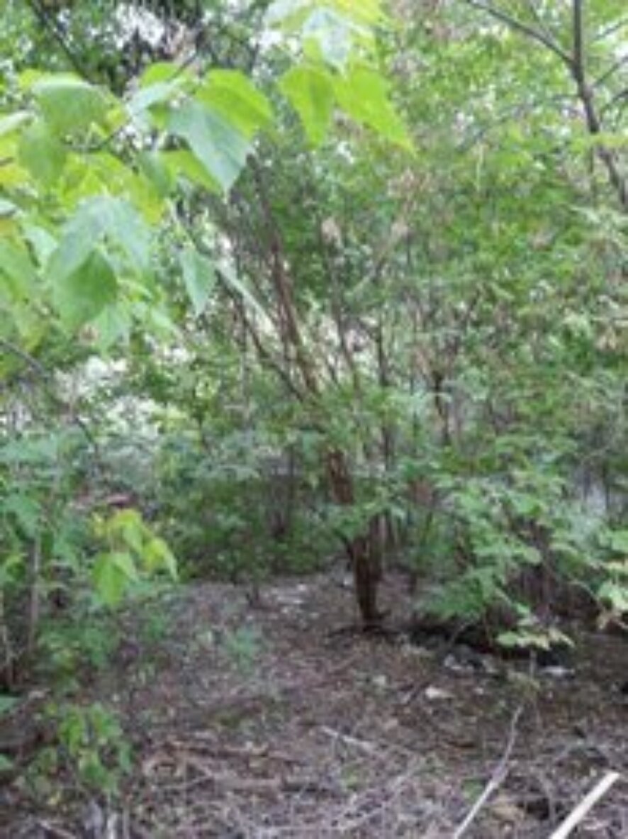 В этом году в Саратове высажено почти в 7 раз больше деревьев взамен сгнивших и биологически устаревших