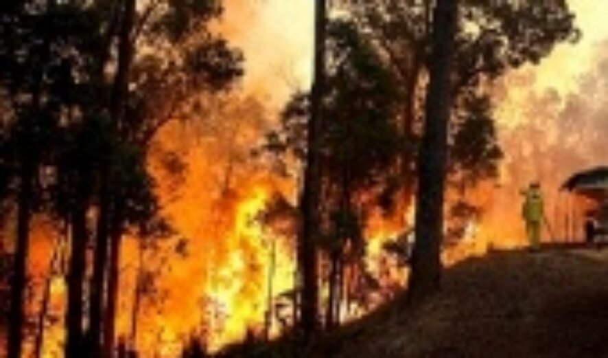 Причина пожаров в Австралии — детские игры