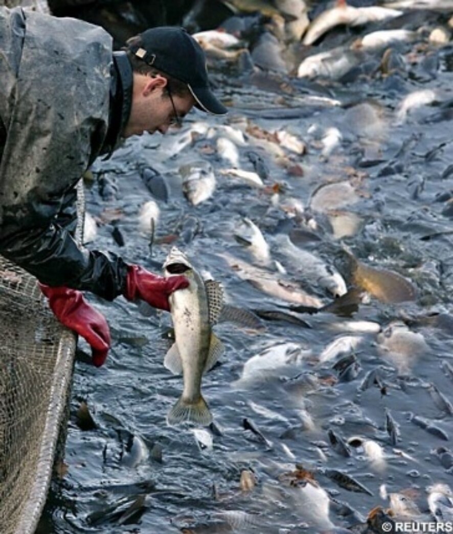 Чудовищные условия выращивания лосося или Что от нас скрывают о продуктах питания?
