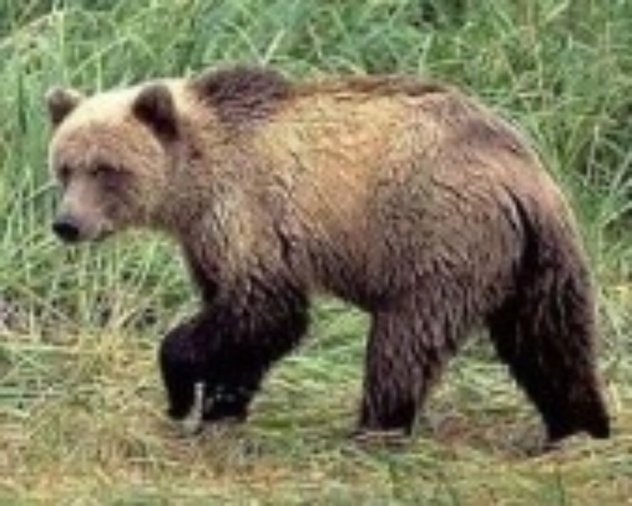 На российском рынке преобладают «медвежьи» настроения