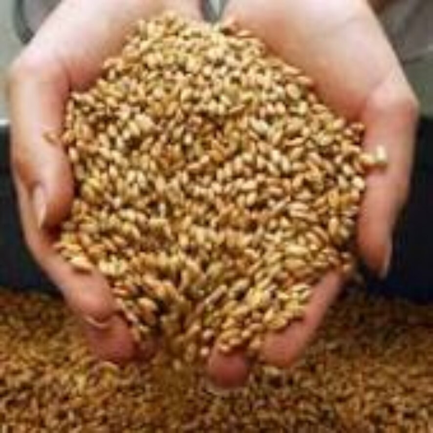 Приняты меры, призванные стабилизировать ситуацию на рынке зерна