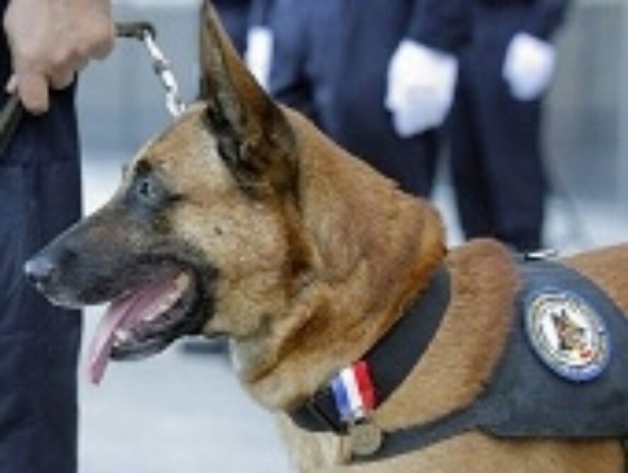 В Канаде подозреваемого в убийстве пяти студентов покусала полицейская собака