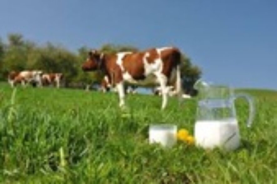 В конце недели  в Чебоксарах пройдет Фестиваль молока