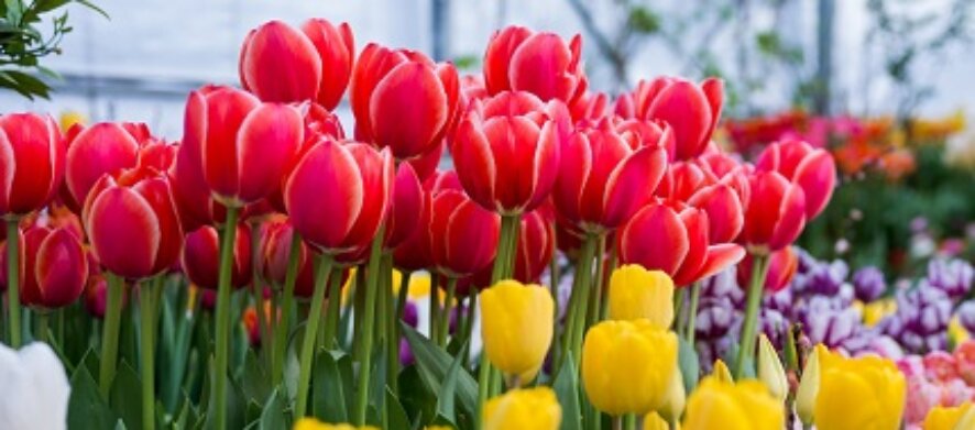 Более 1,7 тысячи точек по продаже цветов будет работать в Москве накануне 8 Марта