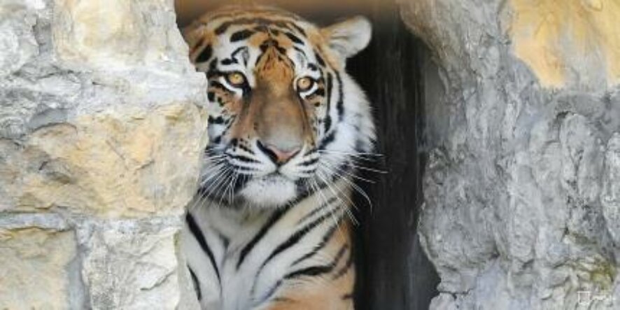 Полосатое пополнение: в Московском зоопарке поселились два амурских тигра