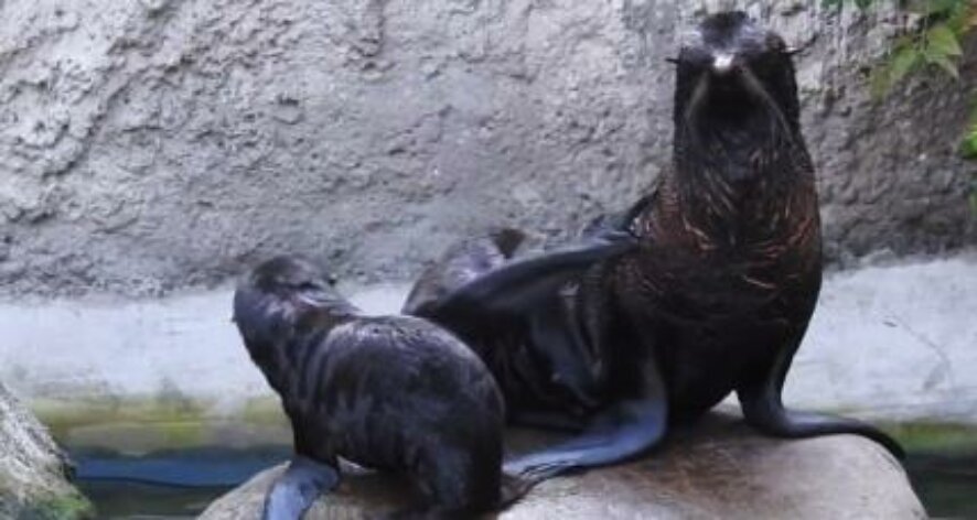 В Московском зоопарке впервые за 20 лет родился северный морской котик