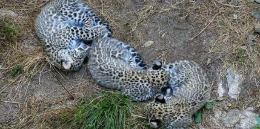 Переднеазиатские леопарды из Сочинского национального парка получили имена