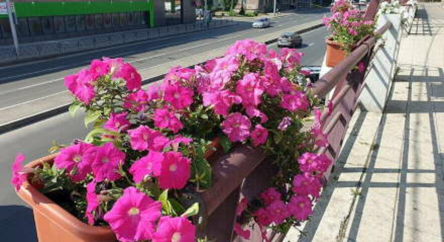 Улицы Железнодорожного района Красноярска украсят 218 кашпо с цветами