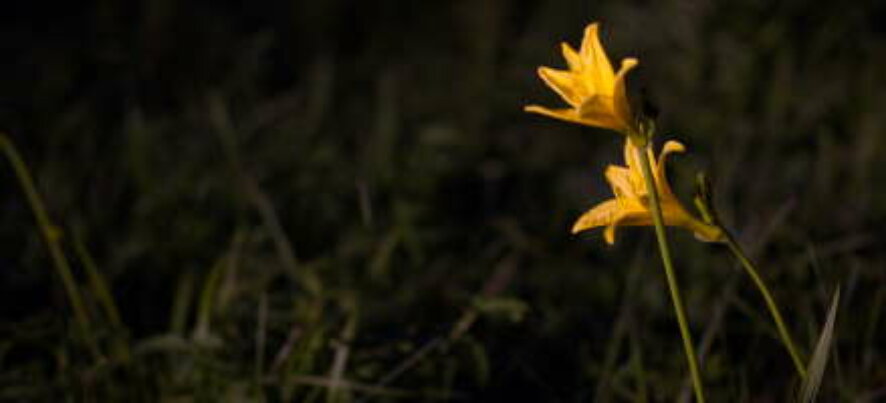 В заказнике «Саратовское болото» повторно зацвёл редкий цветок