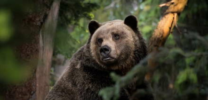 Замеченного в городском округе Мытищи медведя перевезут подальше от населенных пунктов