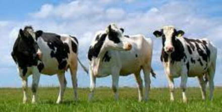 Геномное редактирование с/х животных: уральские ученые создают безрогую корову, дающую гипоаллергенное молоко