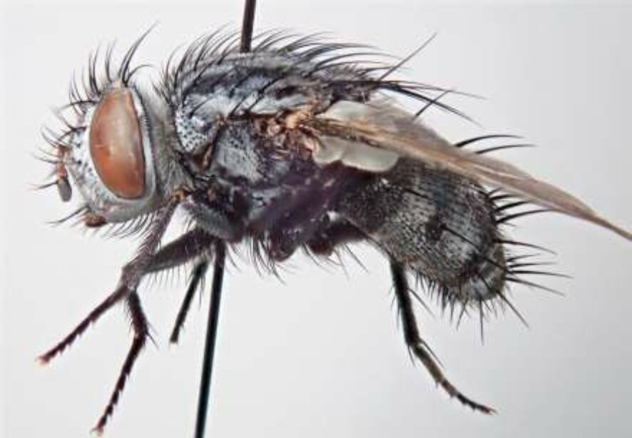 В Мордовии нашли 5 новых для России видов мух