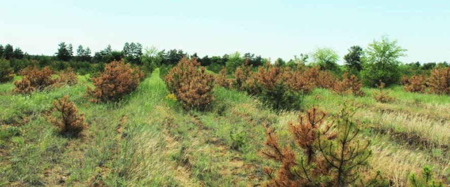 Выявлена причина усыхания сосны в Ростовской и Волгоградской областях