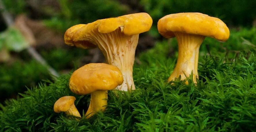 Названы неожиданные лечебные свойства грибов