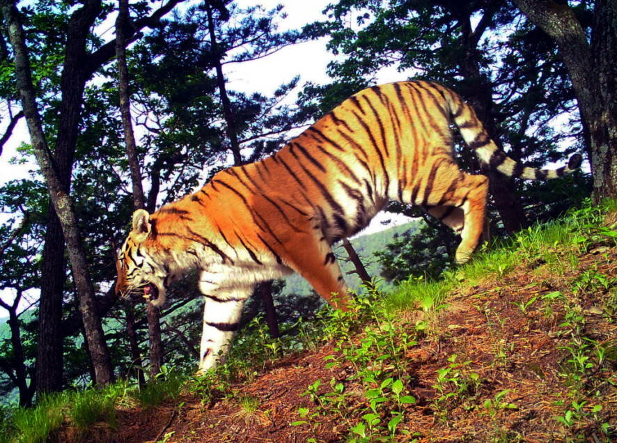 26 сентября – День Тигра на Дальнем Востоке