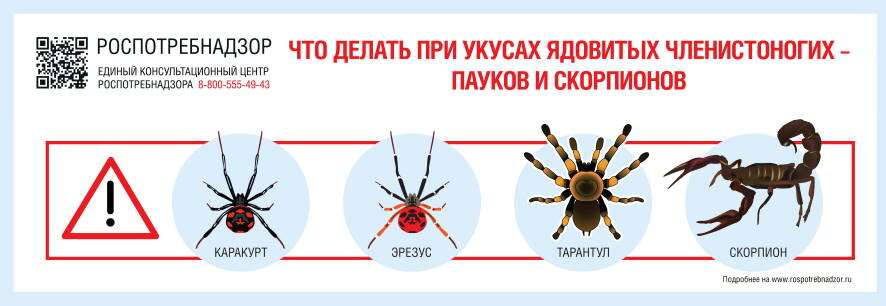 Рекомендации Роспотребнадзора, что делать при укусах ядовитых членистоногих – пауков и скорпионов
