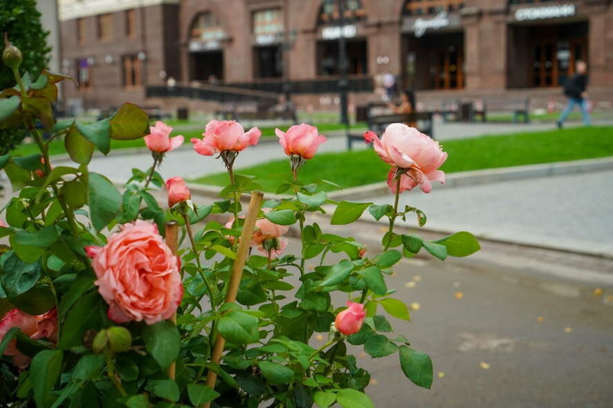 Более 12 тысяч кустов роз высадили в столице минувшим летом