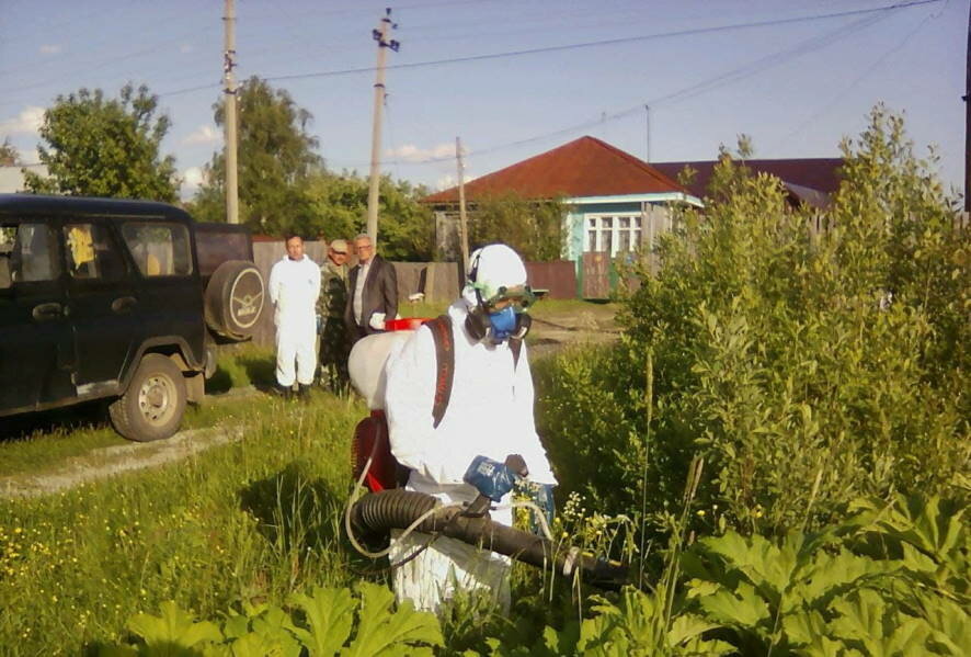 В Костромской области увеличатся площади земель, обрабатываемых от борщевика