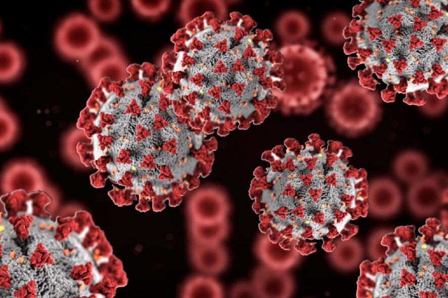 США создали вариант коронавируса, вызывающий в 80% гибель животных
