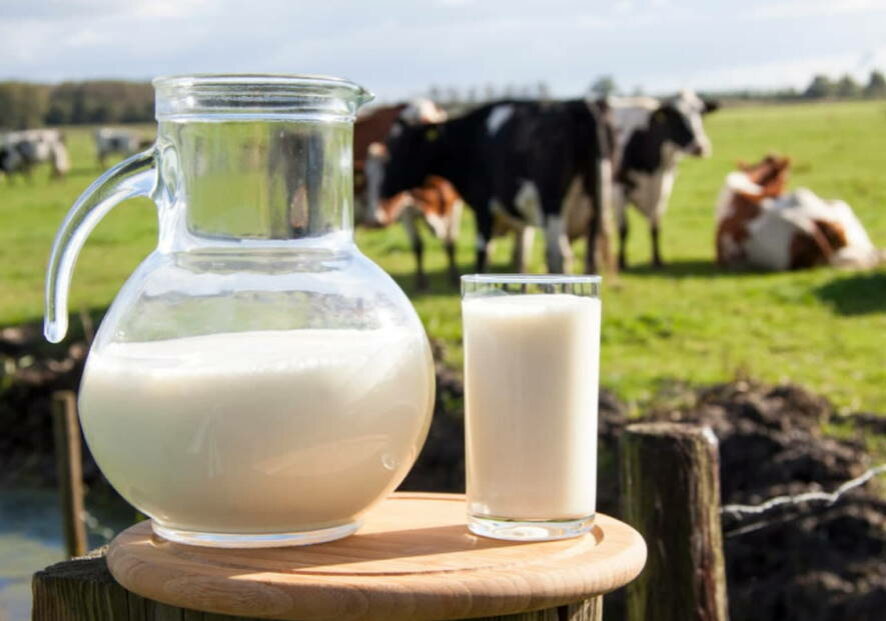 Чувашия бьет рекорды прошлого года по среднему надою молока