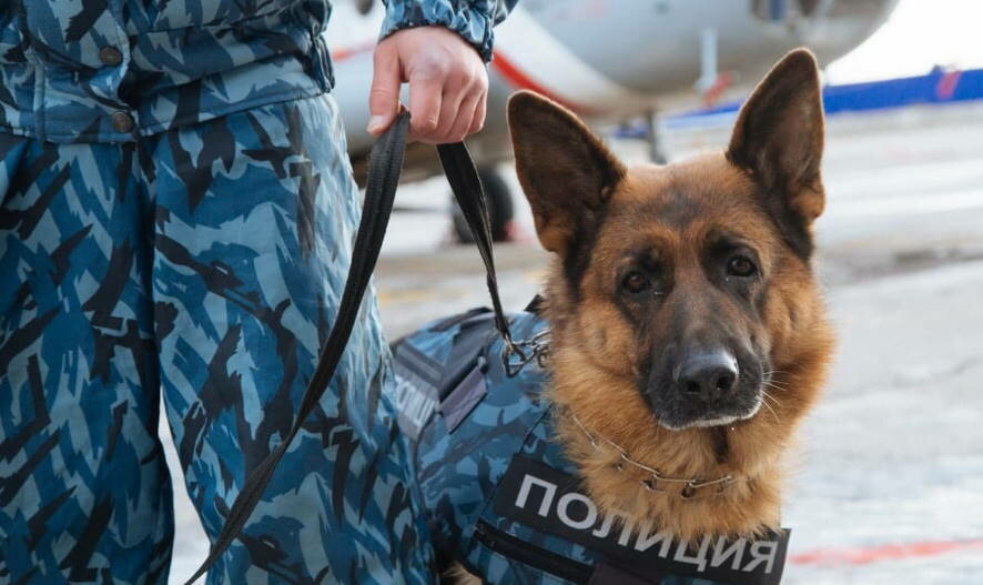 В Петербурге служебная собака помогла найти пропавшего мальчика