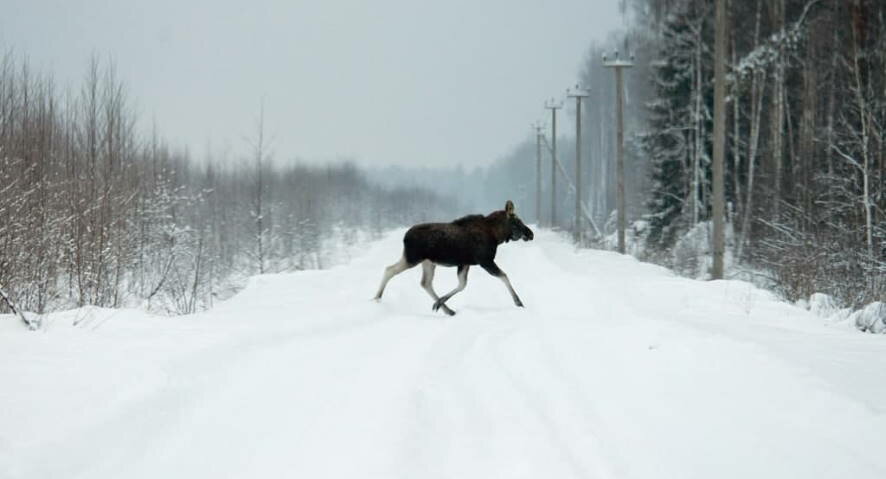 В Кировской области за месяц произошло 11 ДТП с дикими животными