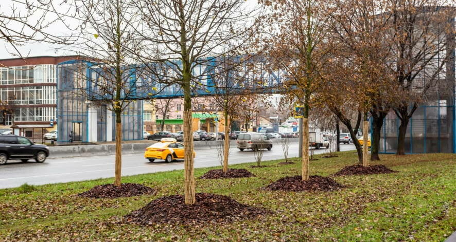 Более 1600 деревьев и кустарников высадили на Алтуфьевском шоссе