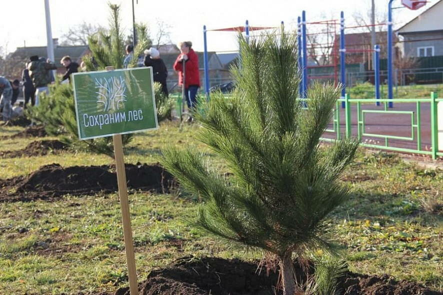 В Краснодарском крае высадили более 23 тысяч саженцев в рамках акции «Сохраним лес»