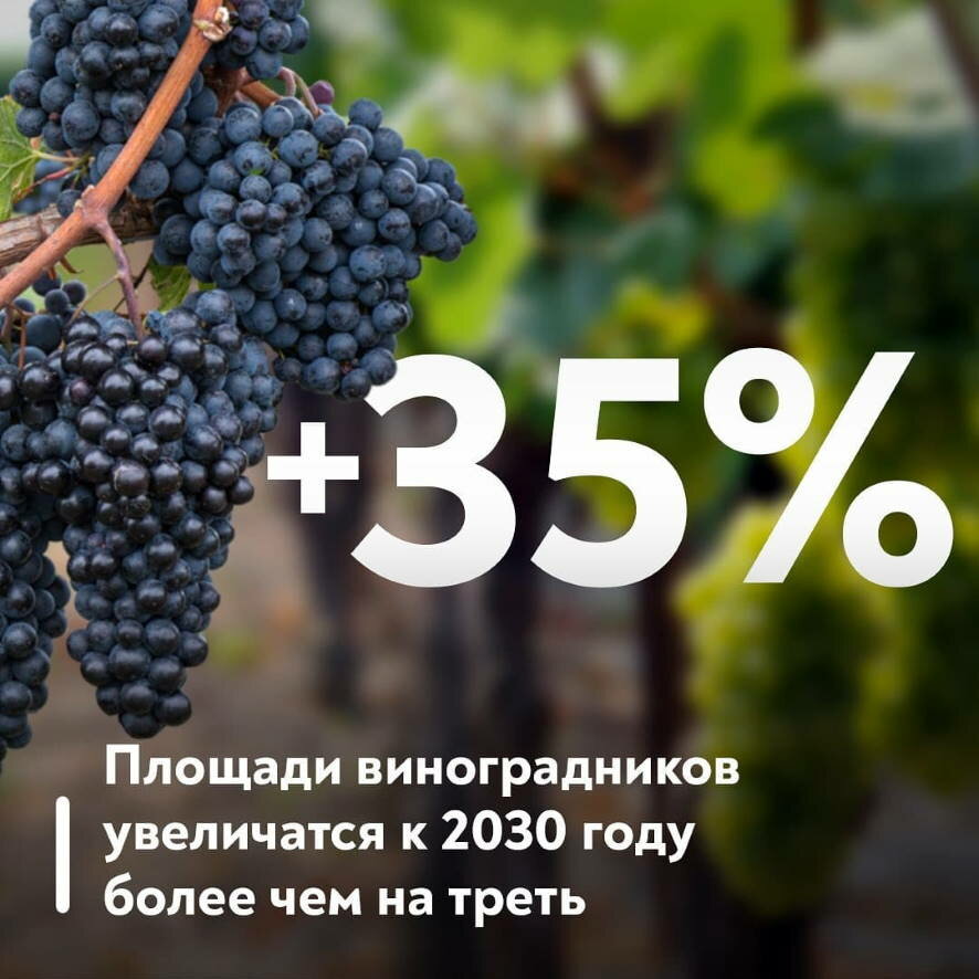 Минсельхоз России — о развитии виноградарства и виноделия