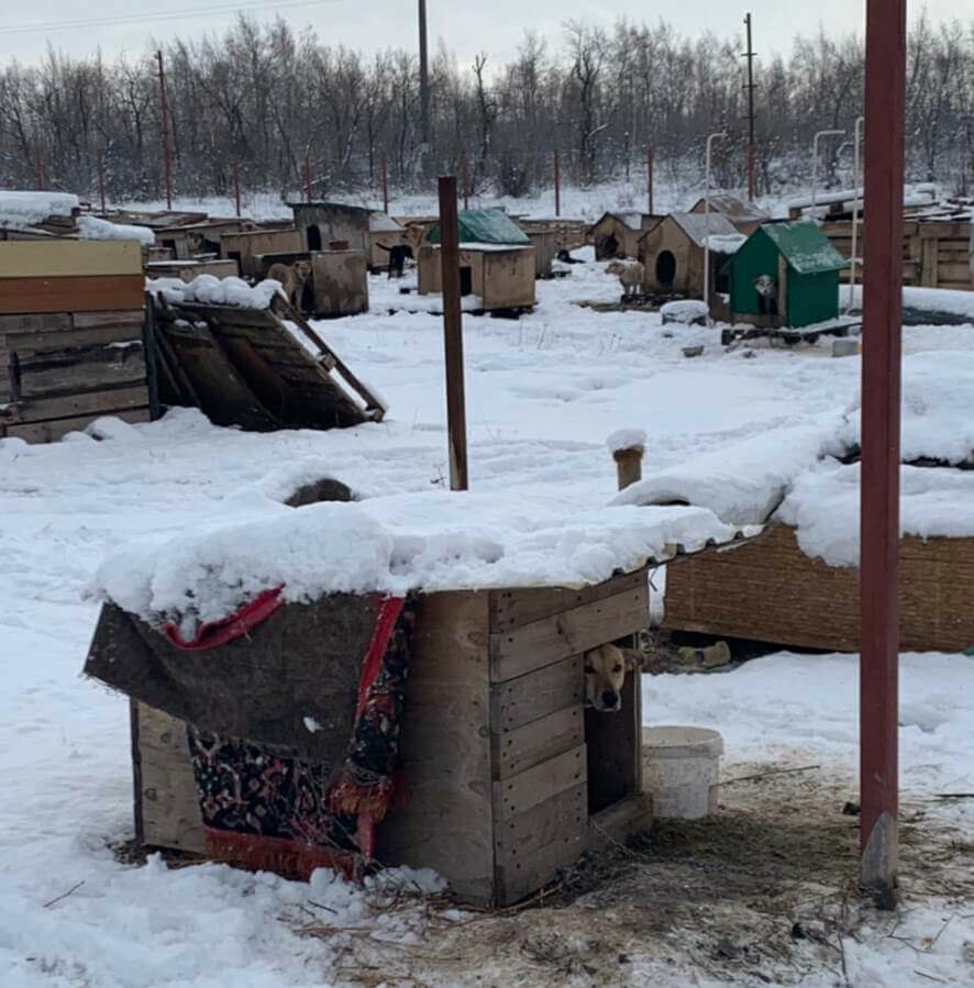 Состоялся инспекционный выезд в приют НКО «Верность-Саратов»