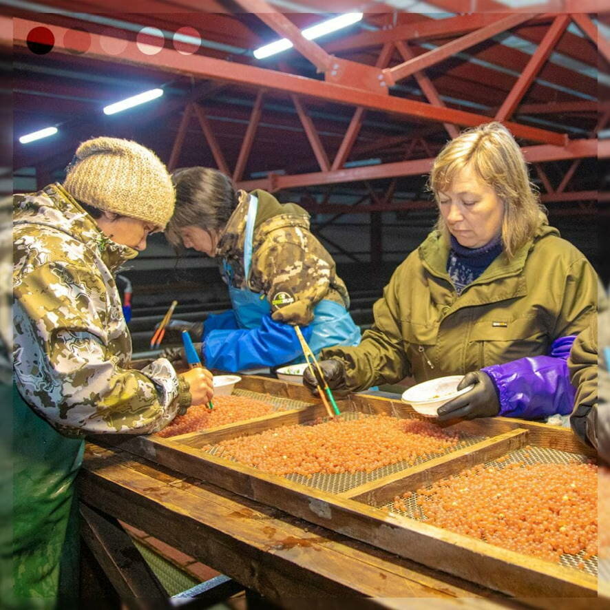 В Невельском районе начал работать новый рыбоводный завод