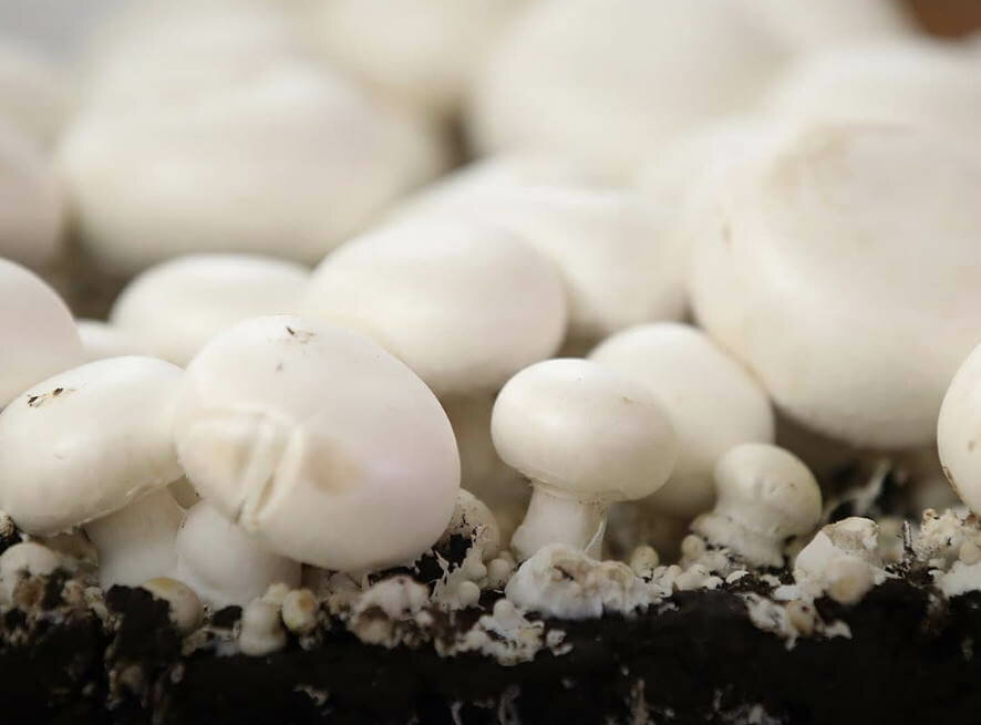 Производство грибов в России в 2021 году выросло на 16%