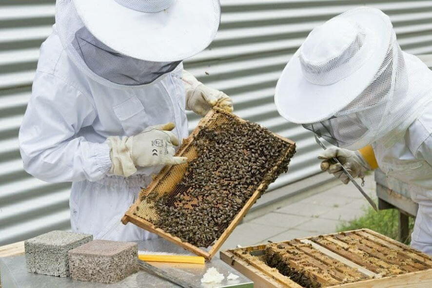 Пчелы мигранты из Средней Азии вытесняют среднерусских пчёл