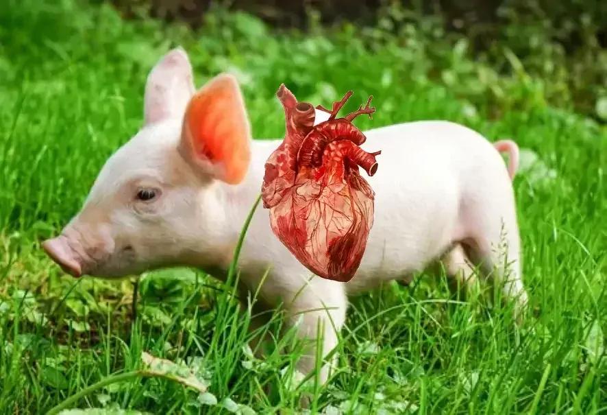 Свиное сердце: трансплантолог о перспективах пересадки органов от животных