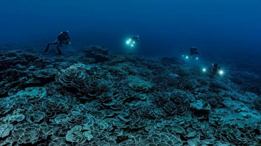 У берегов Таити обнаружен крупнейший коралловый риф