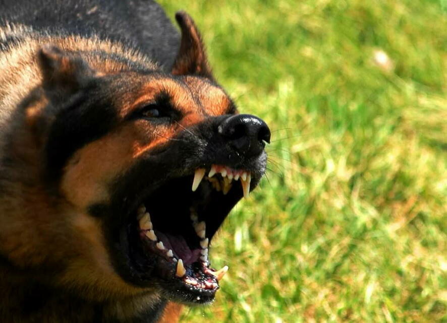 Предложение об усыплении агрессивных собак подержали законодатели Алтайского края
