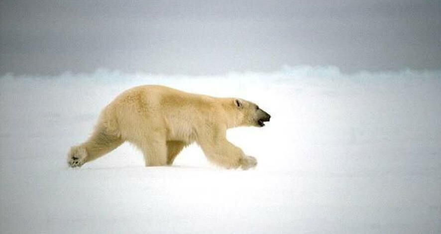 Получены новейшие данные о популяции белого медведя, обитающей на территории заповедника «Медвежьи острова»