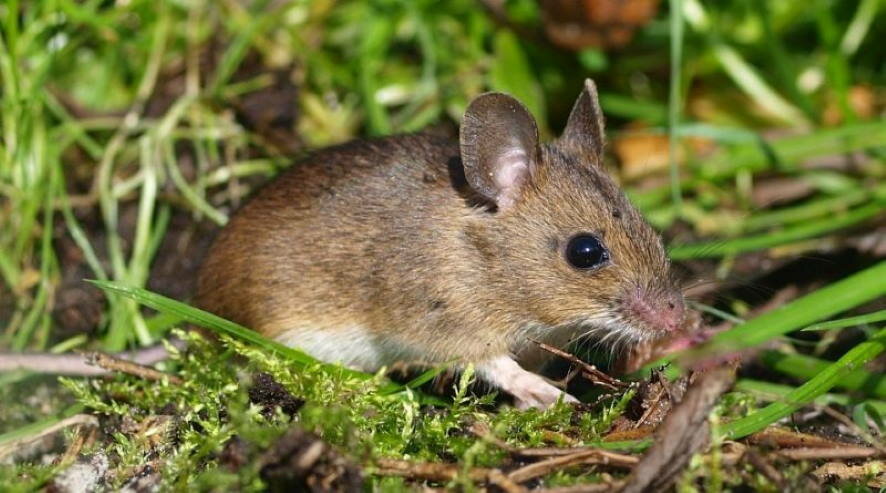 В Крыму началось истребление мышей