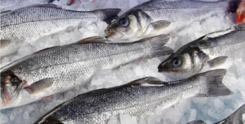 Рыбные ряды: основные виды рыбной продукции в оптовом звене продолжают дешеветь
