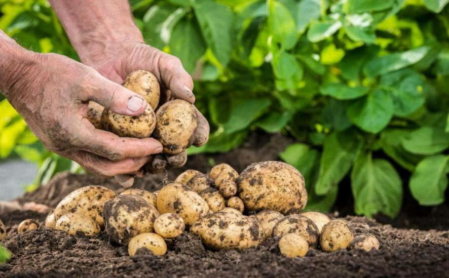 Необычные способы посадки картофеля