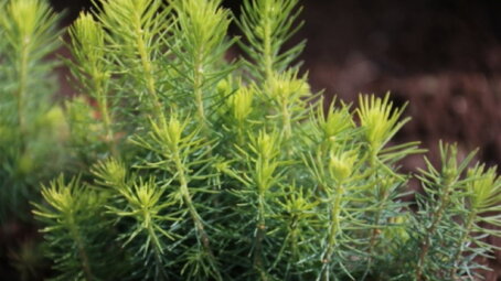 16 ноября Ботанический сад СГУ открывается для посещения