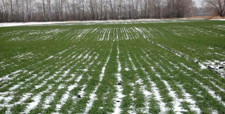 О гибели урожая в результате заморозков сообщили порядка 100 юрлиц и ИП Саратовской области
