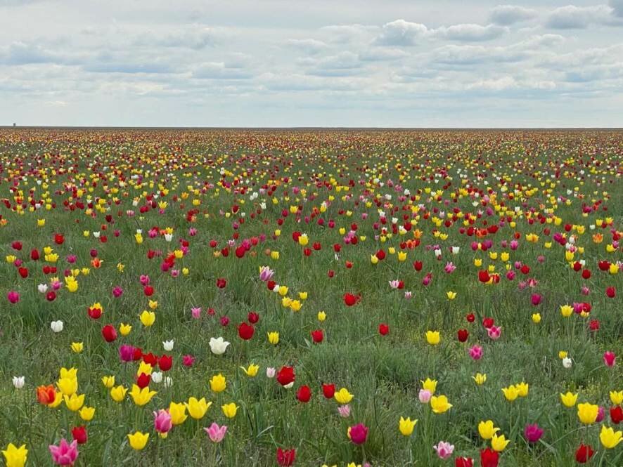 В степях Саратовской области зацвели редкие краснокнижные тюльпаны