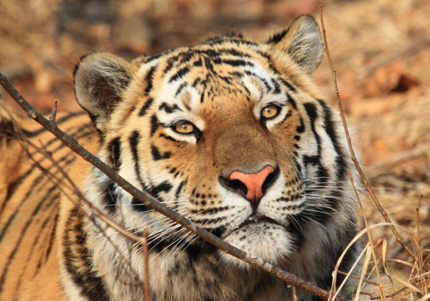 Амурскую тигрицу, нападавшую на собак, поймали в Хабаровском крае