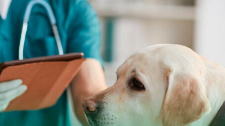 В Рязанской области вступает в силу закон о регистрации домашних питомцев