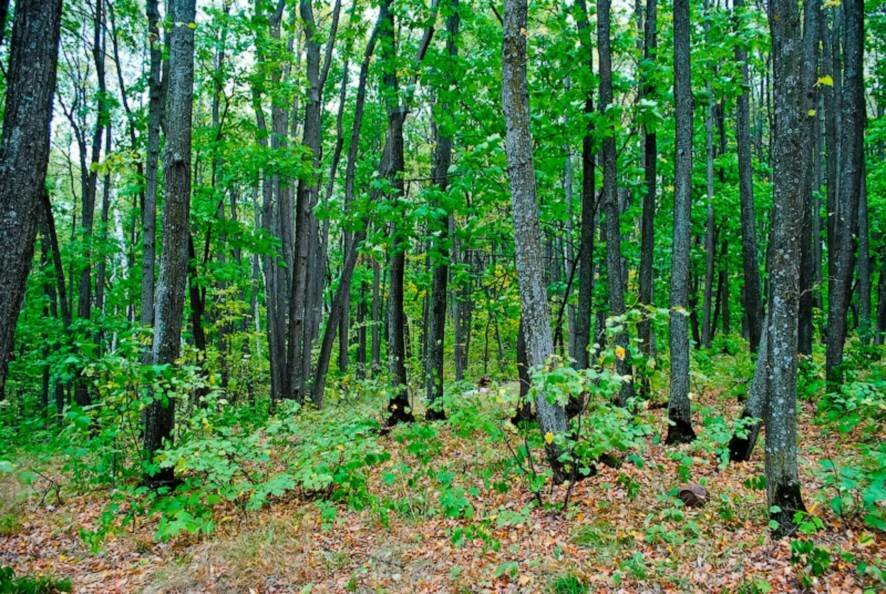 «Дьяковский лес» будет признан  охраняемой территорией