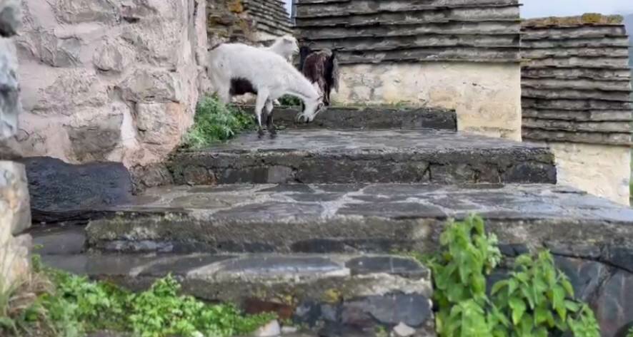 Знаменитый Даргавский некрополь в Северной Осетии атакуют козы