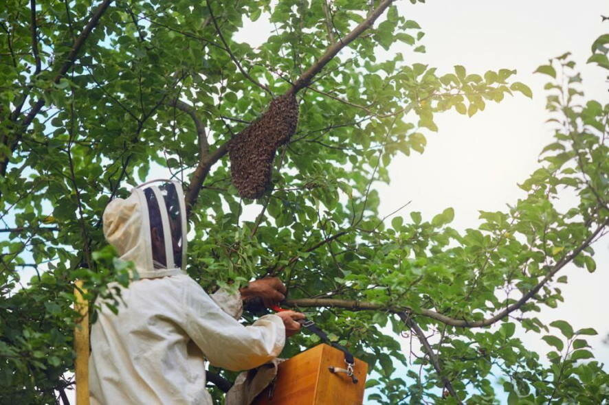 Башкортостан – единственное место на Земле, где бортевое пчеловодство сохранилось как промысел в первозданном виде
