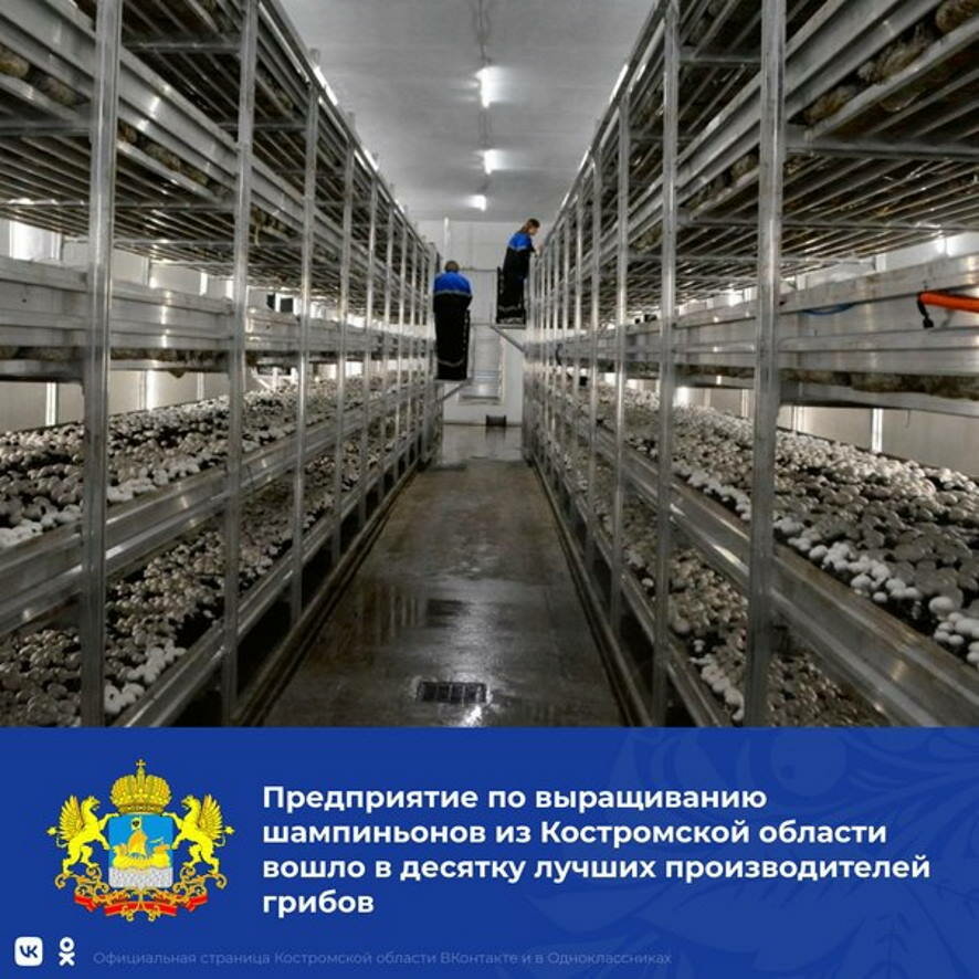 Судиславское предприятие по производству грибов вошло в десятку лучших в России