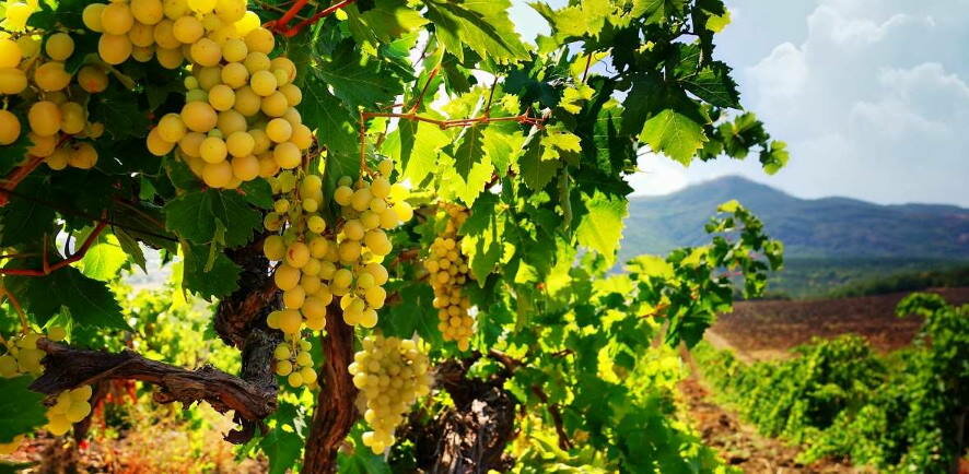 Рекордные 202 тыс тонн винограда собрали в Темрюкском районе
